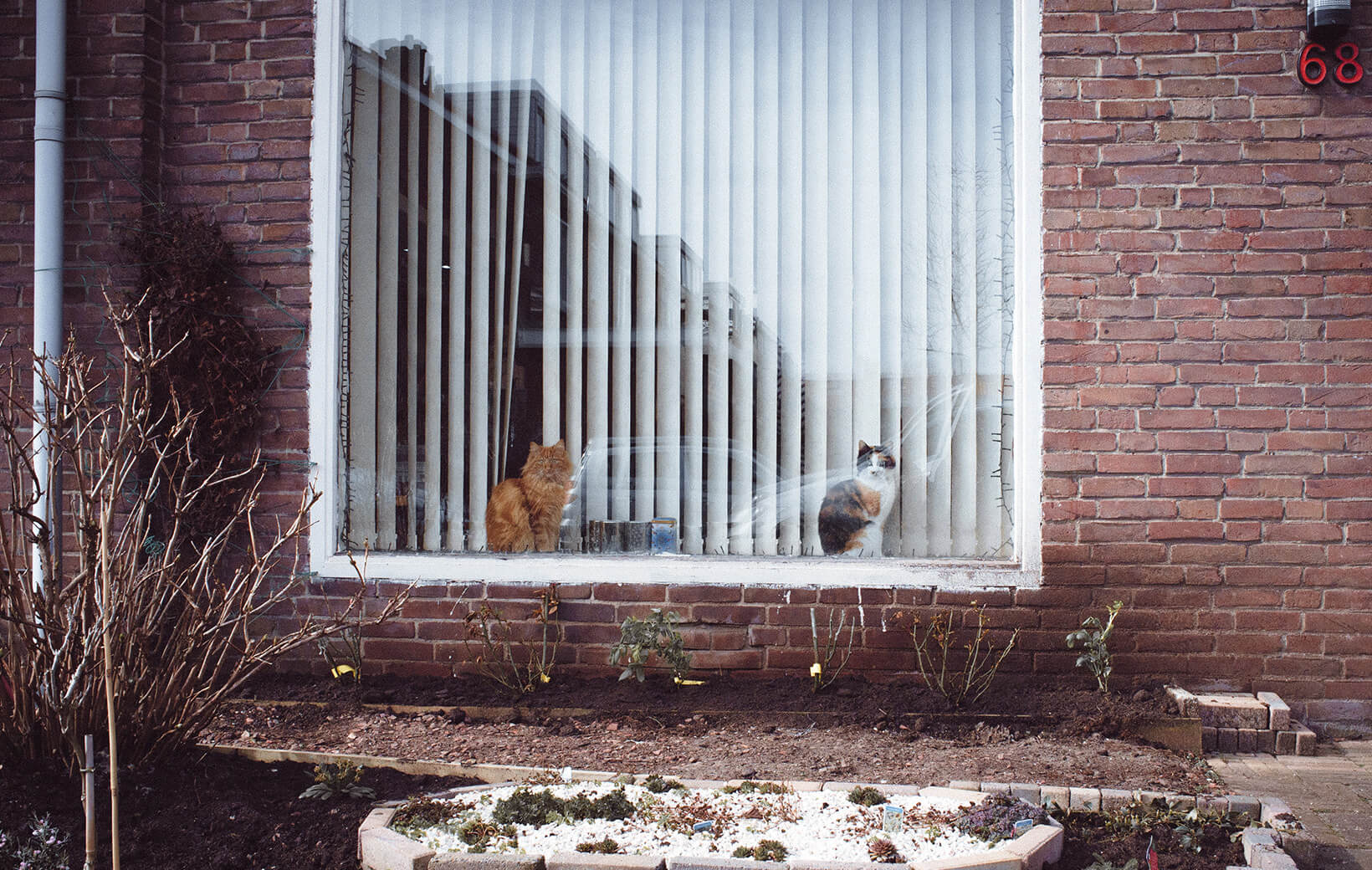 Katzen im Fenster