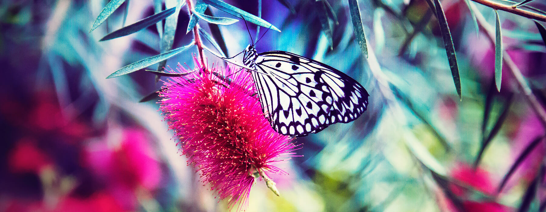 Das Bild zeigt einen Schmetterling auf einer Blüte