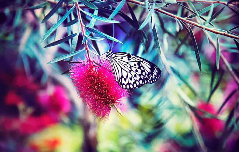 Das Bild zeigt einen Schmetterling auf einer Blüte