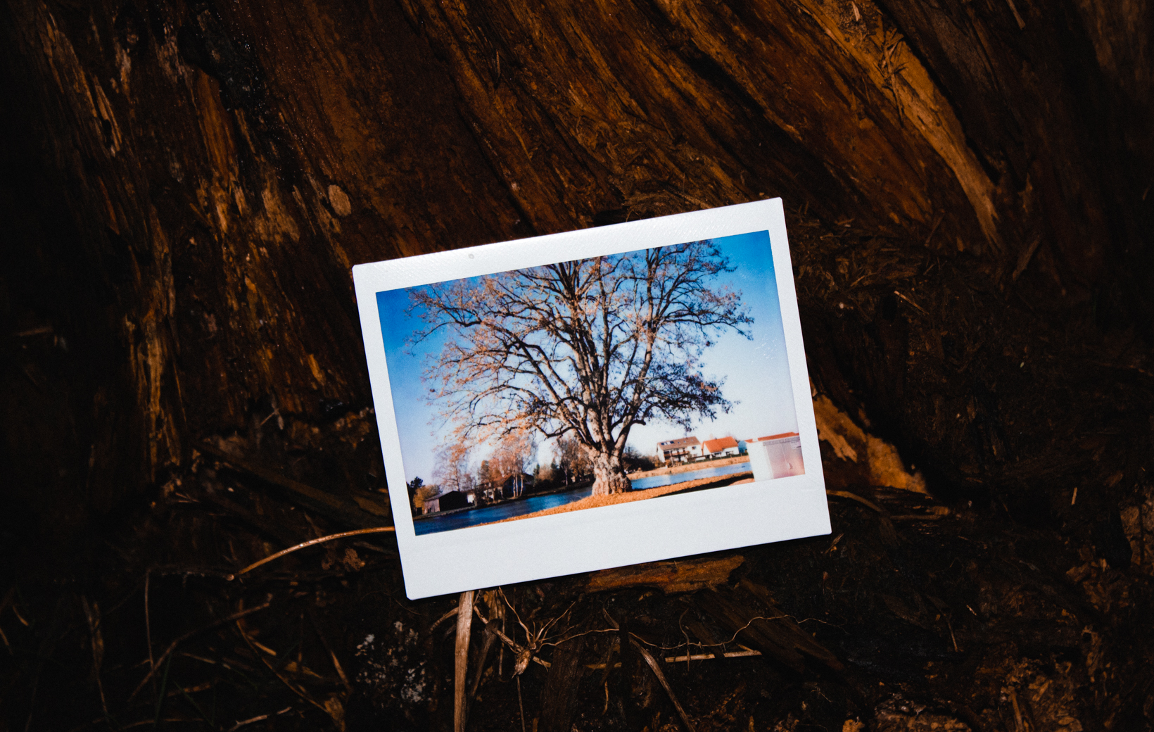 Bild zeigt ein Polaroid von einem Baum