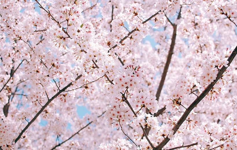 Das Bild zeigt Kirschblüten