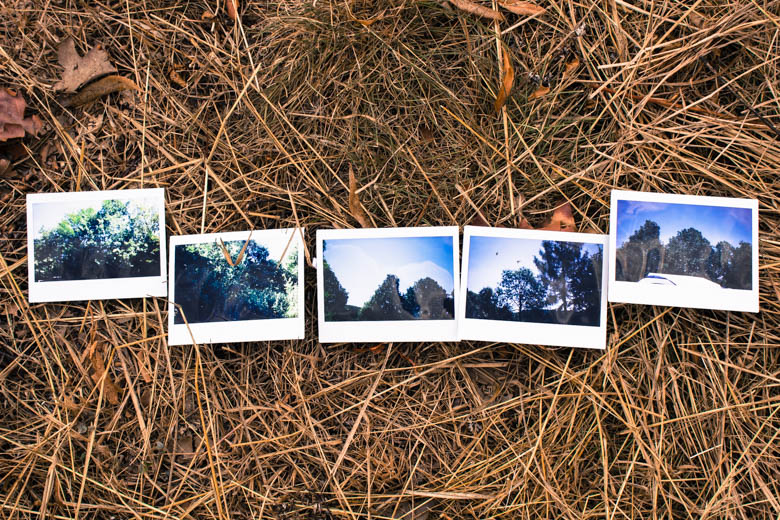 Polaroids mit Bäumen