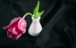 Tulpe