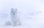 Polarfuchs